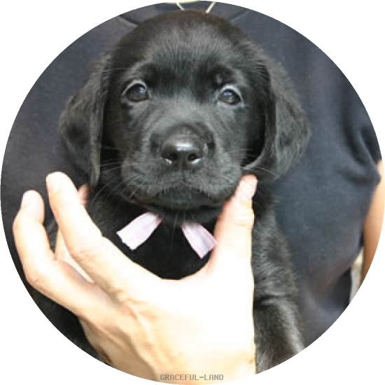 ピンクCK(NORBLE 女の子)(A child of ナイト & ノ-ブル) ピンクCK(NORBLE 女の子)